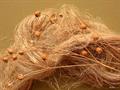 Flax 